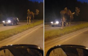 hirvi-keskella-valtatieta