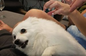 koira-reagoi-tappajahai-musiikki