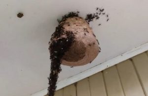 muurahaiset-ampiaispesä-facebook-El-Entomologo