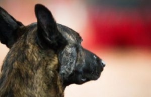 koira-suomen-kennelliitto-jukka-pätynen