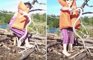 pikkutytto-kaarme-lelu-youtube