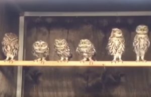 pollot-rivissa-tanssi-youtube