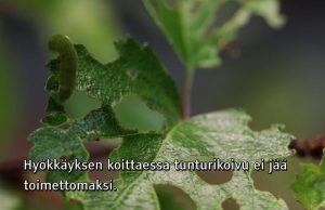 tunturikoivu-facebook-yle-luonto