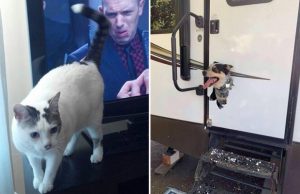 elaimet-oikeaan-aikaan-valokuvat