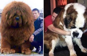 koira-poikkeuksellisen-suuri-valokuvat