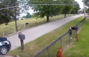 koiranpentu-varkaat-torkea-youtube