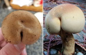 sienet-muistuttavat-valokuvat