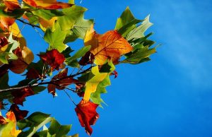 syksy-lehtiä-pixabay