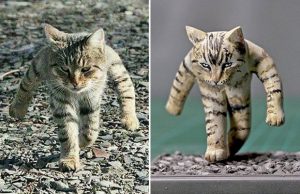 hulvattomat-elainveistokset-kuvat