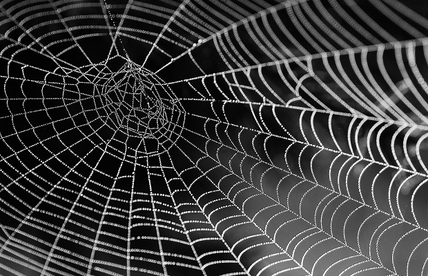 hämähäkinseitti pixabay