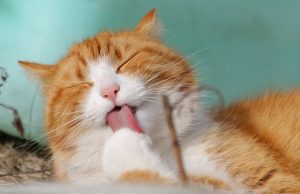 kissa pesee tassua pixabay