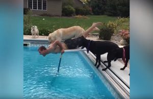 koirat-mies-uima-allas-youtube-try-not-to-laugh