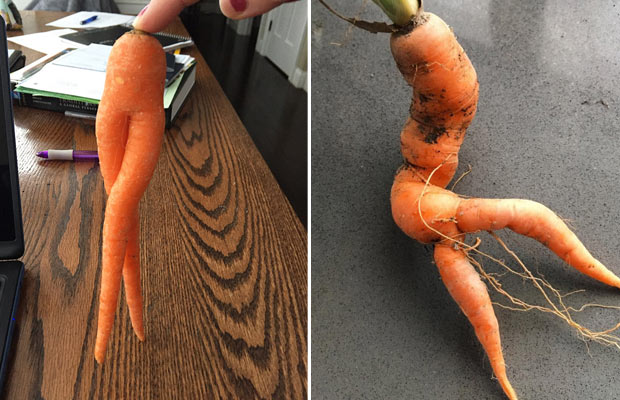 viettelevat-porkkanat-valokuvat
