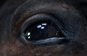 hevonen-silmä-pixabay