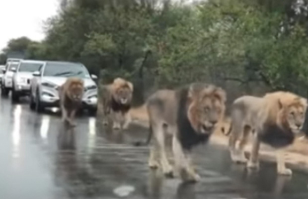 leijonat-kavelivat-tiella-video
