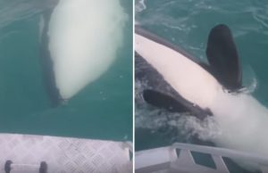 miekkavalaat-veneen-vieressa-video