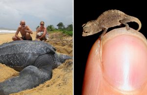 erikoisen-kokoiset-elaimet-kuvat