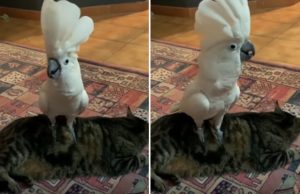 kakadu-haukkuu-kuin-koira-video