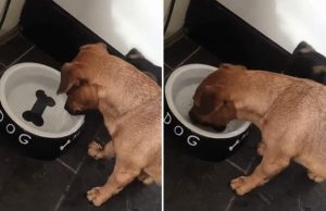 koira-havittelee-luuta-kulho-video