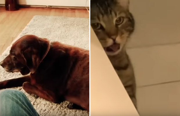 koira-paukku-kissa-yrjo-video