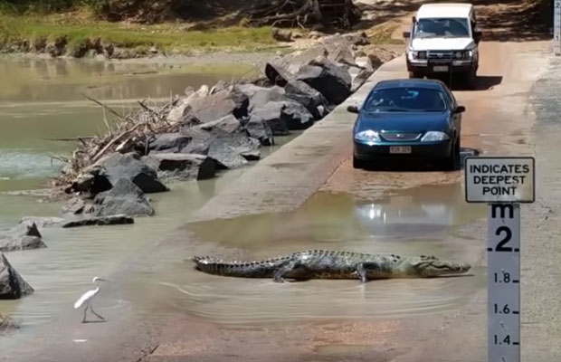 krokotiili-pysaytti-liikenteen-video