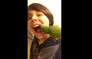 papukaija-poika-hammas-youtube