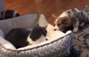 pedin-herruus-kissa-koira-video