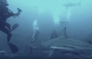 sukeltajat-kymmenet-hait-video
