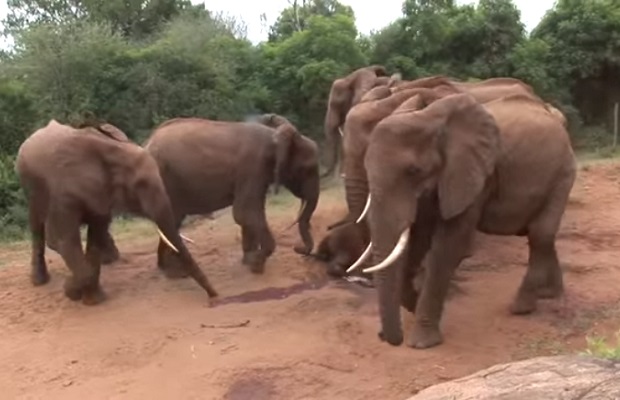 elefantit-youtube