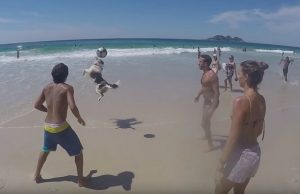 koira-jalkapallo-ranta-brasilia-youtube-viral-hog