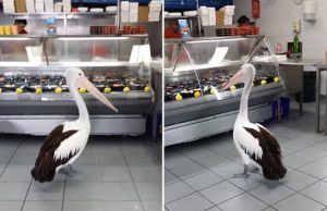 pelikaani-kalakaupassa-video