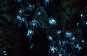 waitomo-kiiltomatoluola-video