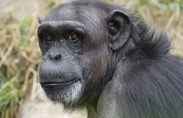 apina-simpanssi-pixabay