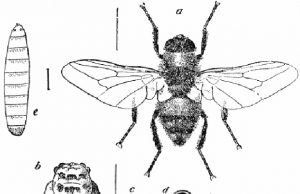 kiiliäinen-wikimedia-commons-crop