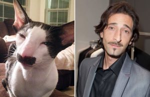 kissat-muistuttavat-julkkiksia-hammastyttavaa