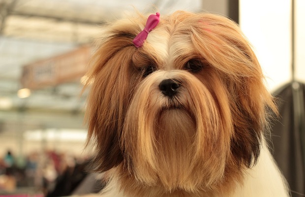 koira-lhasa-apso-pixabay