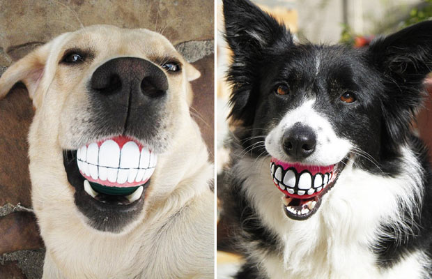 koiranlelu-hammaspallo-kuvat