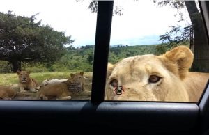 leijona-auto-youtube-joshua-sutherland