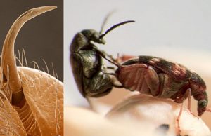 lude-kuva-sick-chirpse