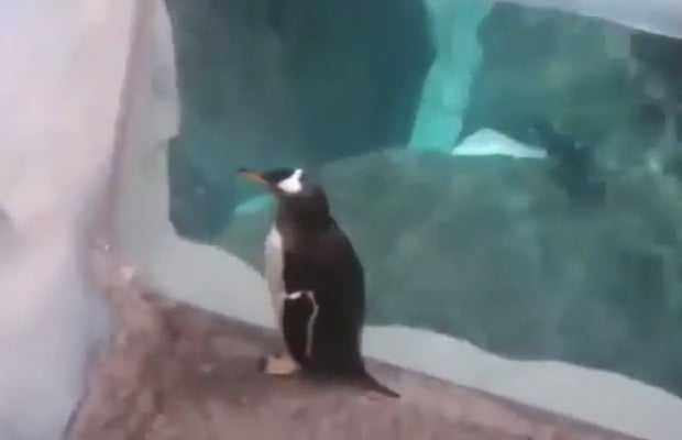 pingviini-hyppasi-vapauteen-video