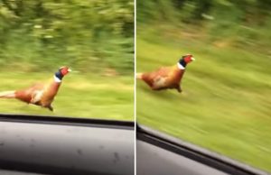 fasaani-auton-perassa-video