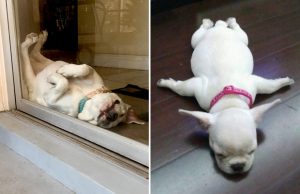 huvittavat-odottamattomat-kuvat-koirat