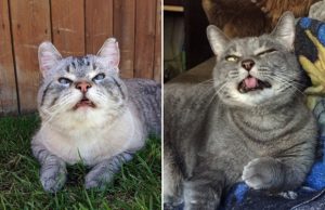 kissat-aivastavat-hassut-kuvat