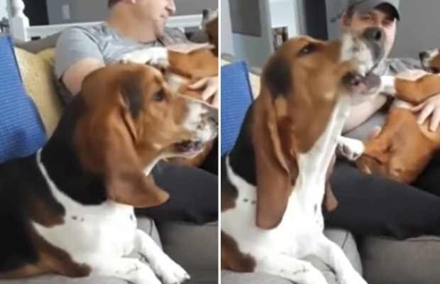koira-mustasukkainen-reaktio-video