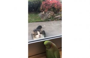 kissa-papukaija-YouTube-ViralHog