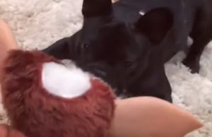 koira-pelkaa-riiviot-lelua-video