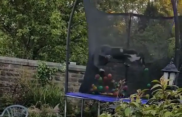 koira-trampoliini-telmiminen-video