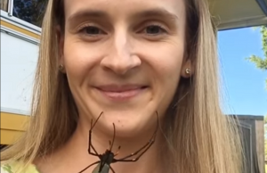 Hämähäkki kasvoilla YouTube