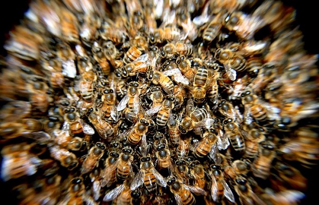 Mehiläisparvi