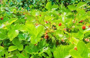 mansikoita-lukkarinpuisto-kuva-lapinjärven-kunta